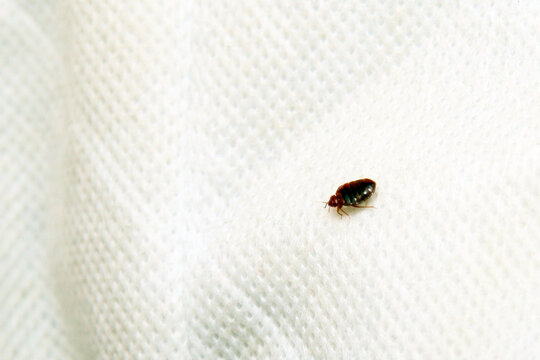 The image shows a small, dark reddish-brown bed bug on a white textured fabric or cloth surface